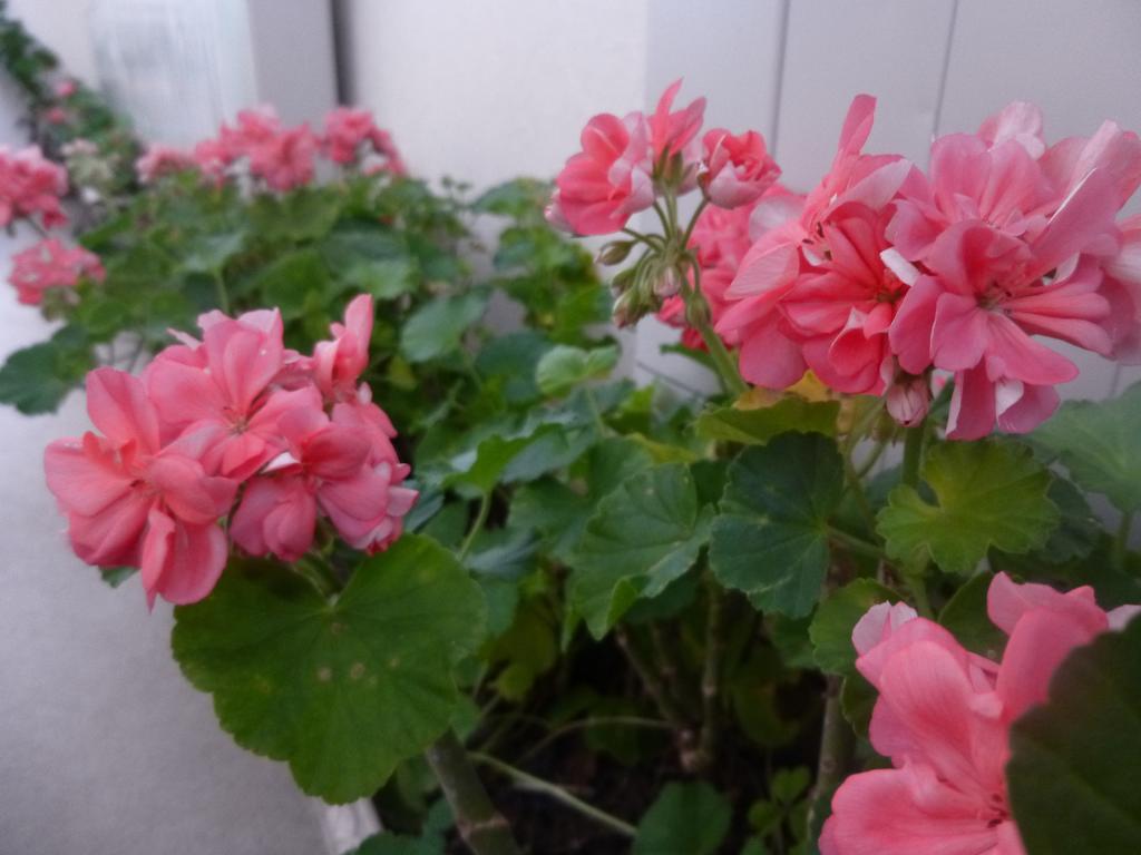 Annex Aburaya 호텔 이야마 외부 사진